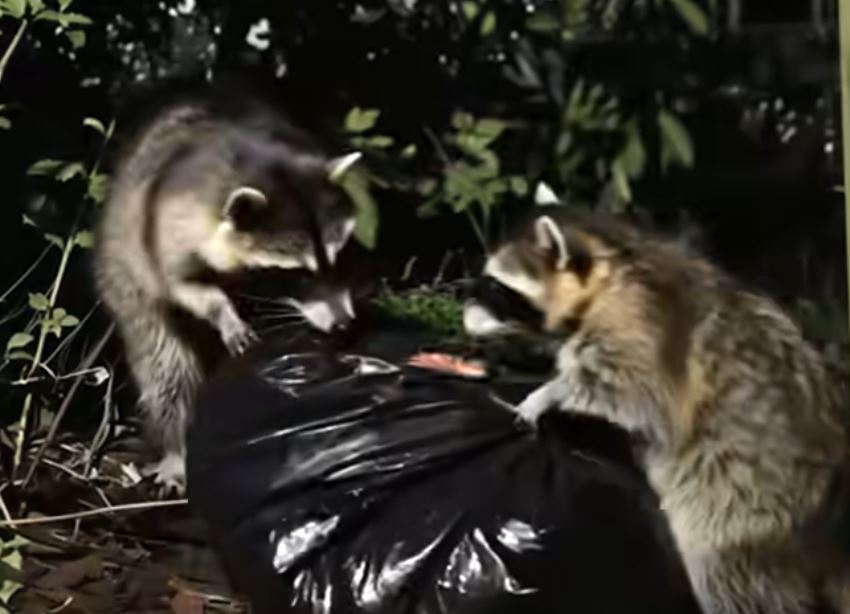My Husband Wanted to Poison the Raccoons — But They Uncovered His Dirty Secret Instead