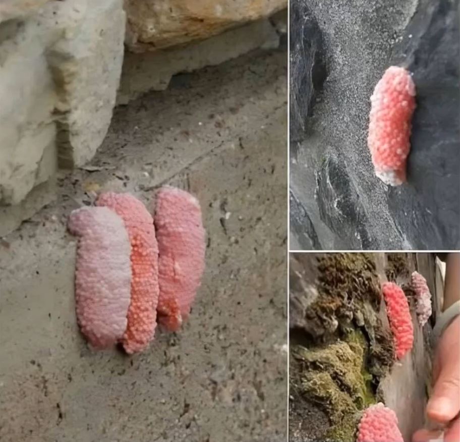 Be careful if you see these little pink