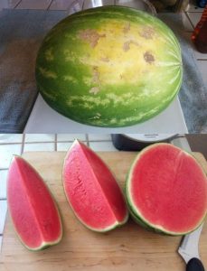 How to Pick the Perfect Watermelon: Simple Tips for Sweet Success
