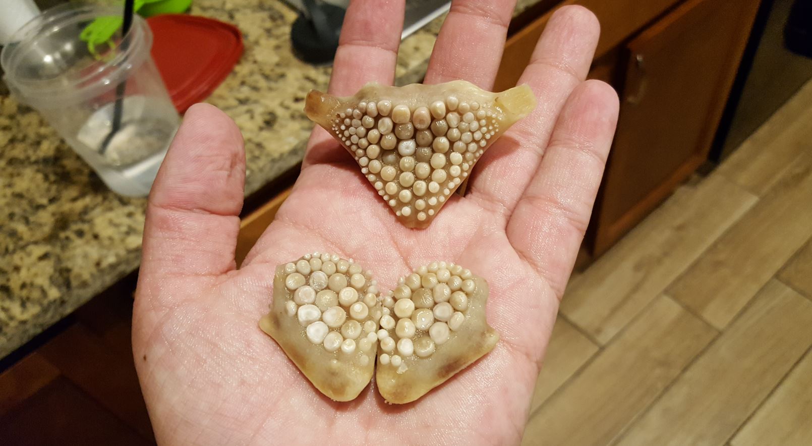 20-Year Mystery Found on a Florida Beach